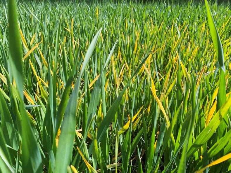 New BYDV guidelines on the way New BYDV guidelines on the way