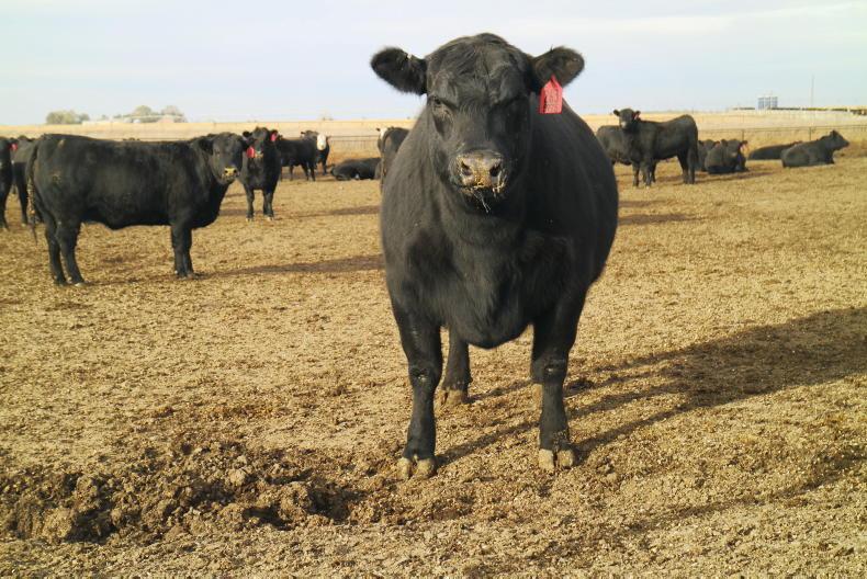 US carcase weights hit all-time average high of 398kg in 2025 US carcase weights hit all-time average high of 398kg in 2025