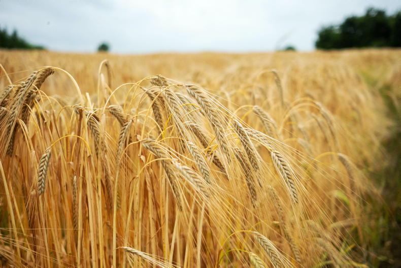 Growers united - 'malting barley has to come back to Stradbally' Growers united - 'malting barley has to come back to Stradbally'