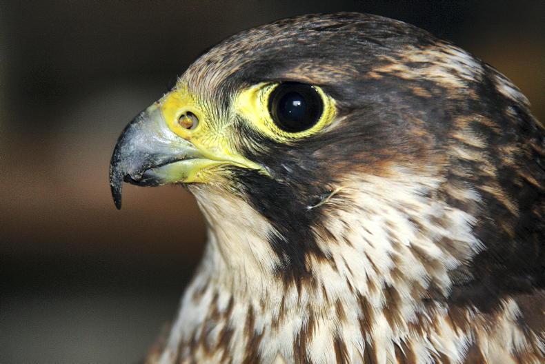 Farmer assistance sought to protect peregrine falcons Farmer assistance sought to protect peregrine falcons