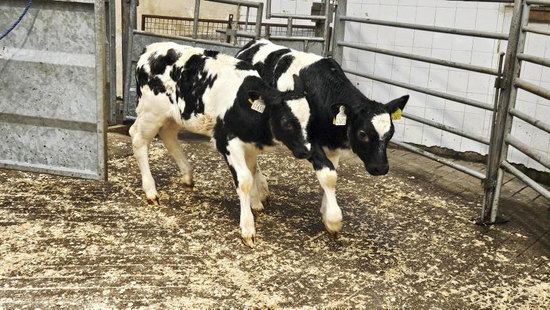 Editorial: NI live exports banned Editorial: NI live exports banned