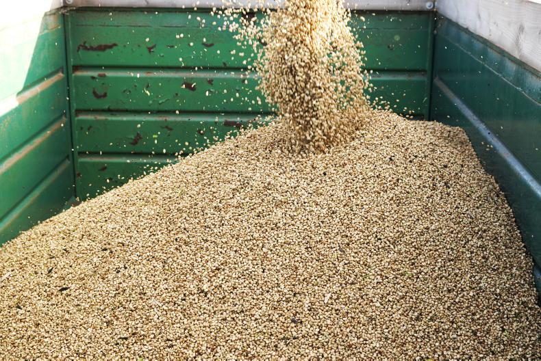 Livestock farmers have to decide if they will use Irish grain – Bord Bia Livestock farmers have to decide if they will use Irish grain – Bord Bia