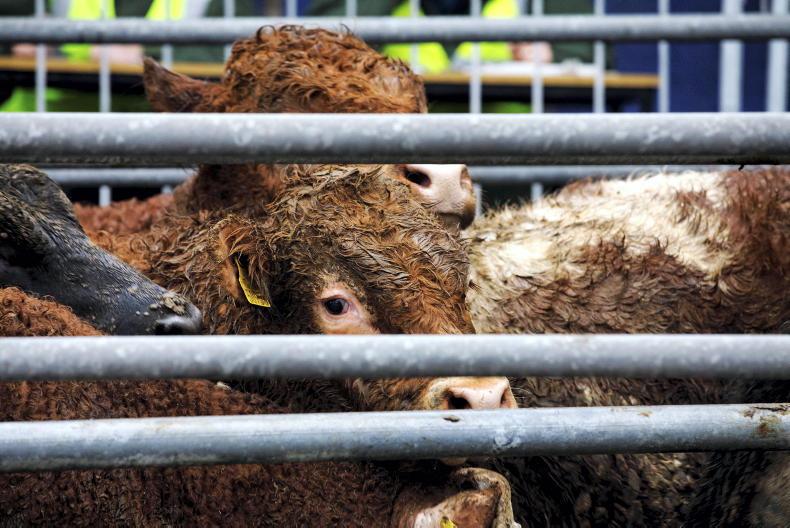 Ban on cross-border livestock trade to stay Ban on cross-border livestock trade to stay
