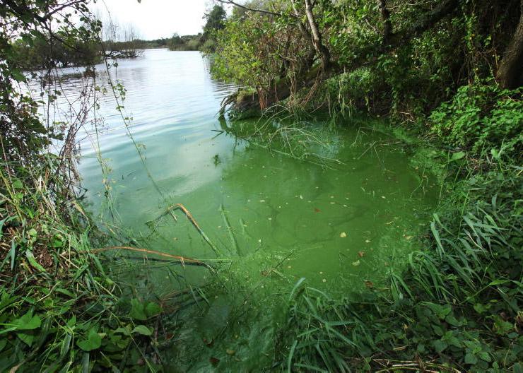 Progress made with Lough Neagh plan, MLAs told Progress made with Lough Neagh plan, MLAs told