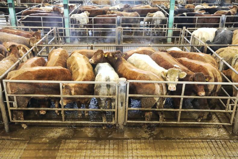 Watch: 910kg champion Blue cow tops €5,000 in Ennis fatstock sale Watch: 910kg champion Blue cow tops €5,000 in Ennis fatstock sale