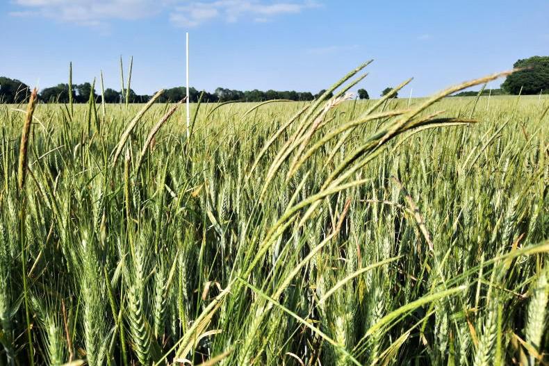 Pre-emergence herbicides crucial for grass weed control Pre-emergence herbicides crucial for grass weed control