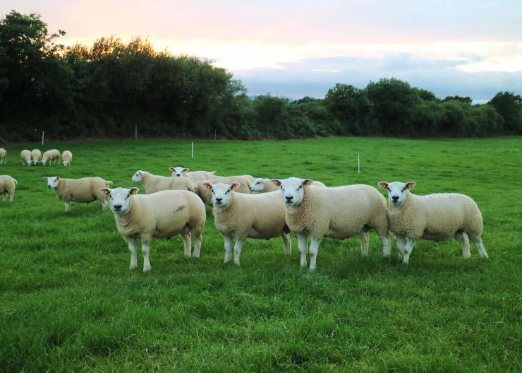 LambPlus membership increase by 4% to 1,715 flocks LambPlus membership increase by 4% to 1,715 flocks