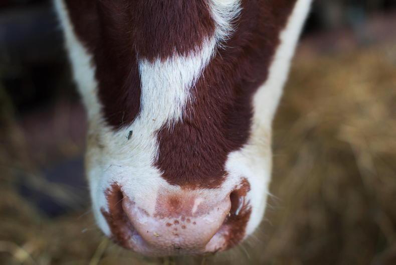Bluetongue cases in Louth and Wicklow Bluetongue cases in Louth and Wicklow