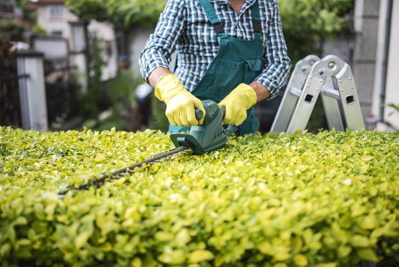 Petrol vs battery – power up with the right gardening tools Petrol vs battery – power up with the right gardening tools