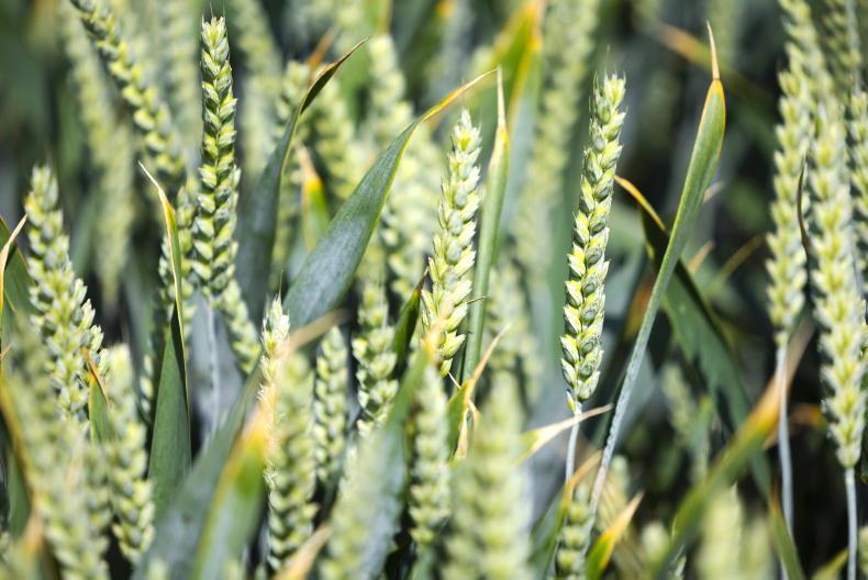 Grain Trends: markets slightly more positive Grain Trends: markets slightly more positive