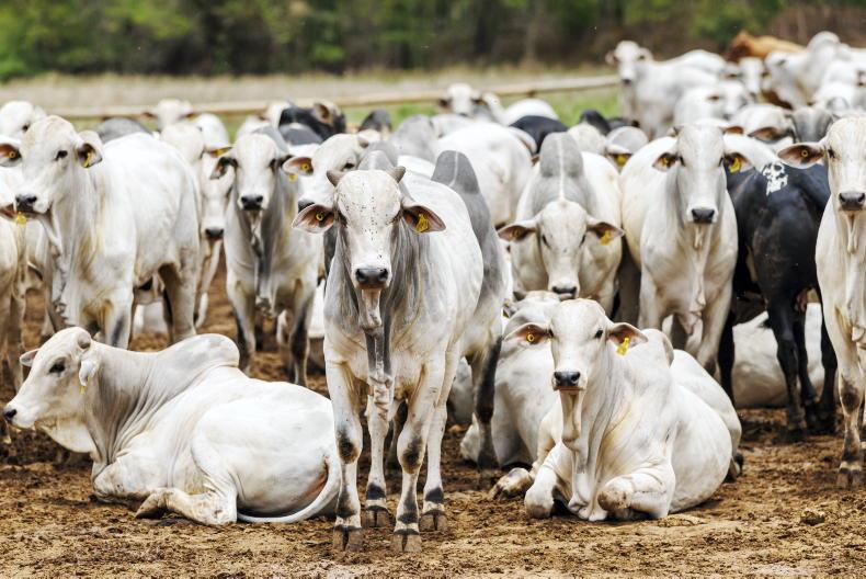 Brussels confirms damning Brazilian failures on hormone beef controls Brussels confirms damning Brazilian failures on hormone beef controls