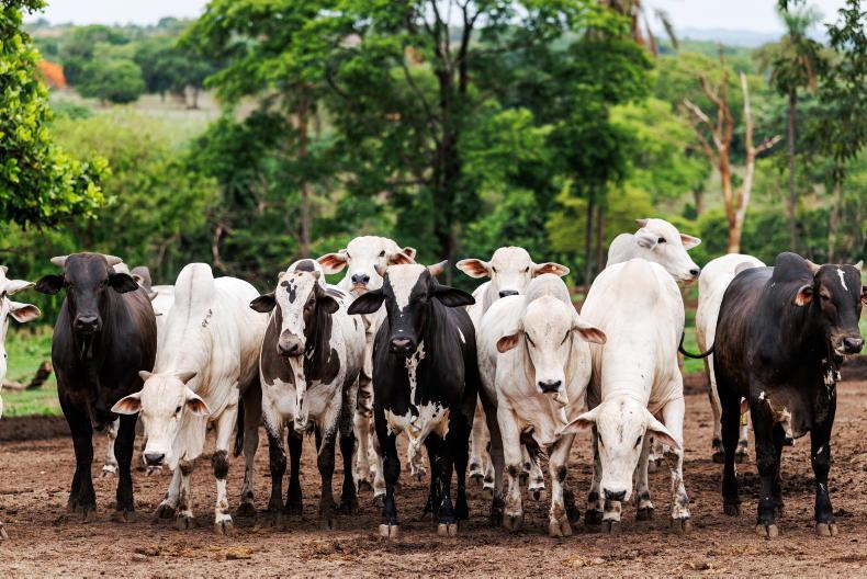 Get your act in order: Brussels' warning to Brazil on hormone beef Get your act in order: Brussels' warning to Brazil on hormone beef