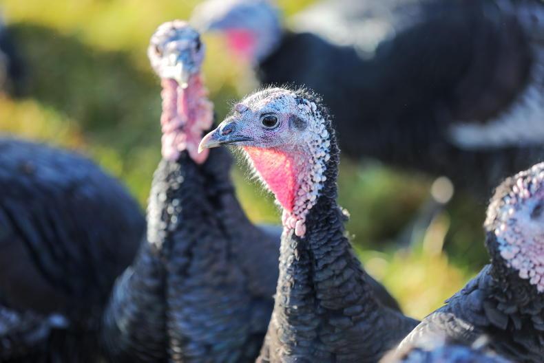 Bird flu vaccine trials begin in the UK Bird flu vaccine trials begin in the UK