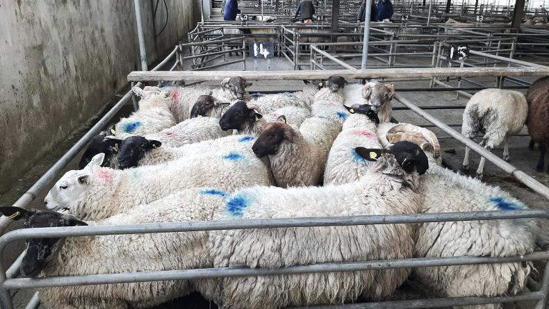 MartBids watch: hogget prices rise €20 to €30 per head in Ballinasloe Mart MartBids watch: hogget prices rise €20 to €30 per head in Ballinasloe Mart