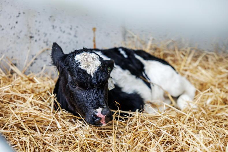 Schemes update: higher BVD payment confined to calves removed within 10 days Schemes update: higher BVD payment confined to calves removed within 10 days