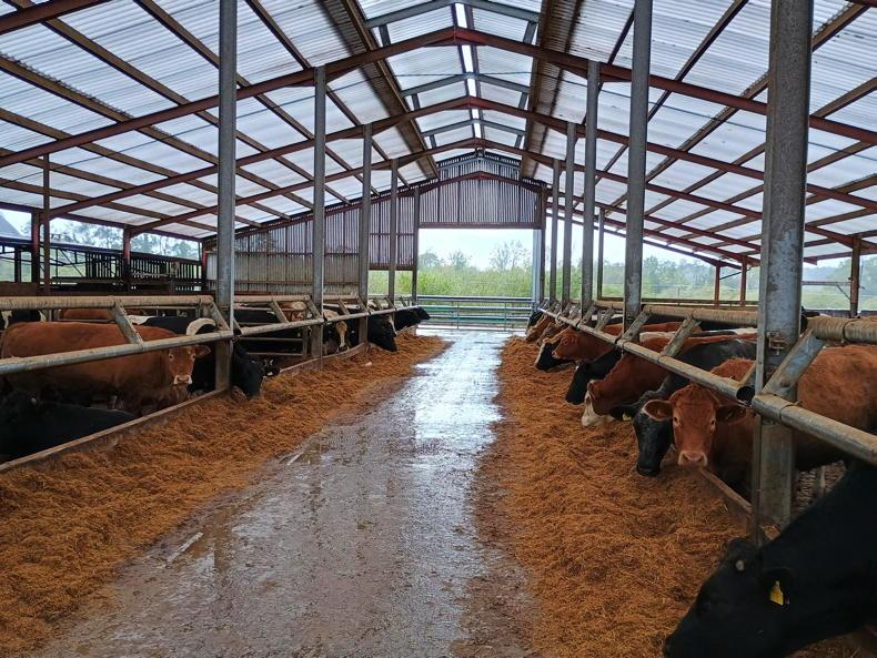 Foyle expanding their suckler cow operation Foyle expanding their suckler cow operation