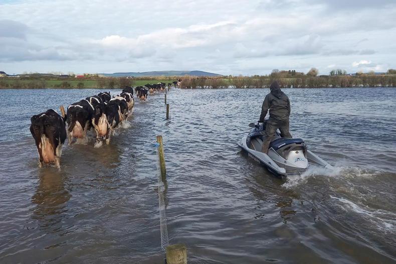 Farmer uses jet ski to bring cows in for milking through flooded field Farmer uses jet ski to bring cows in for milking through flooded field