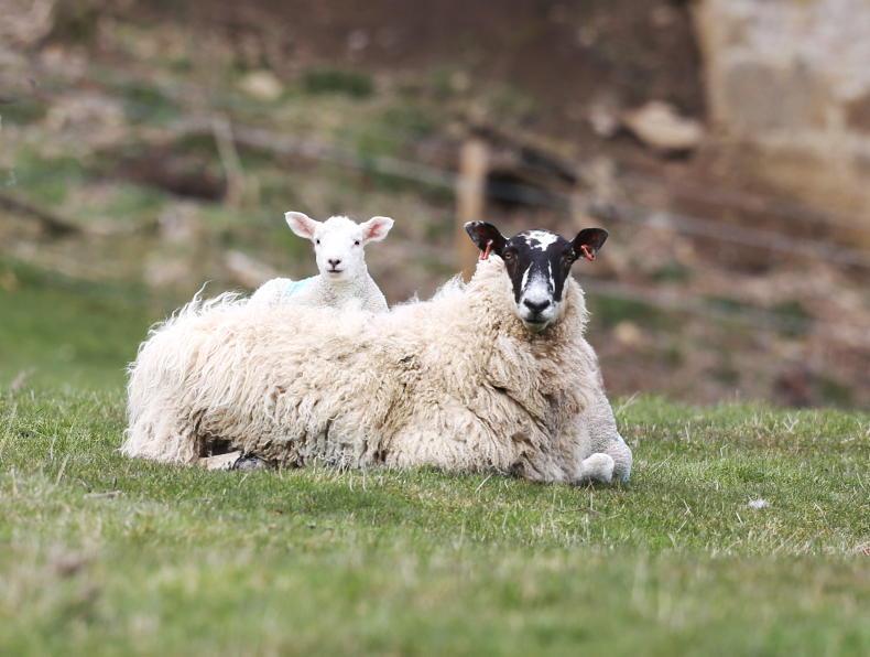 Sheep management: SIS new entrants, marketing sheep and bluetongue vaccines Sheep management: SIS new entrants, marketing sheep and bluetongue vaccines