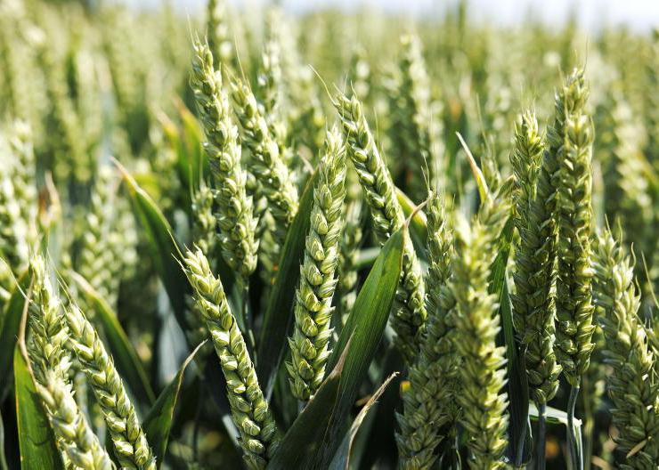 Grain premiums possible with AgNav Grain premiums possible with AgNav