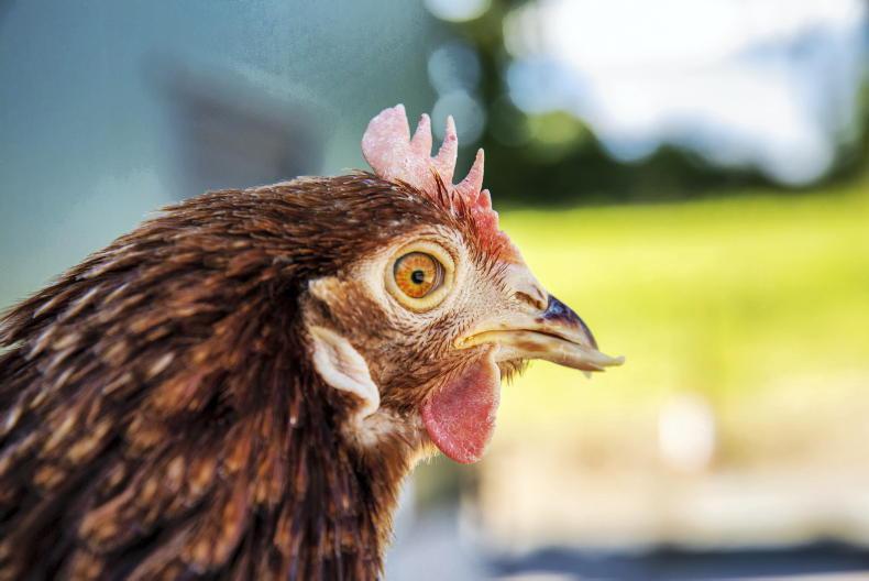 Empty egg shelves are a sign of poultry farmer prices – IFA Empty egg shelves are a sign of poultry farmer prices – IFA