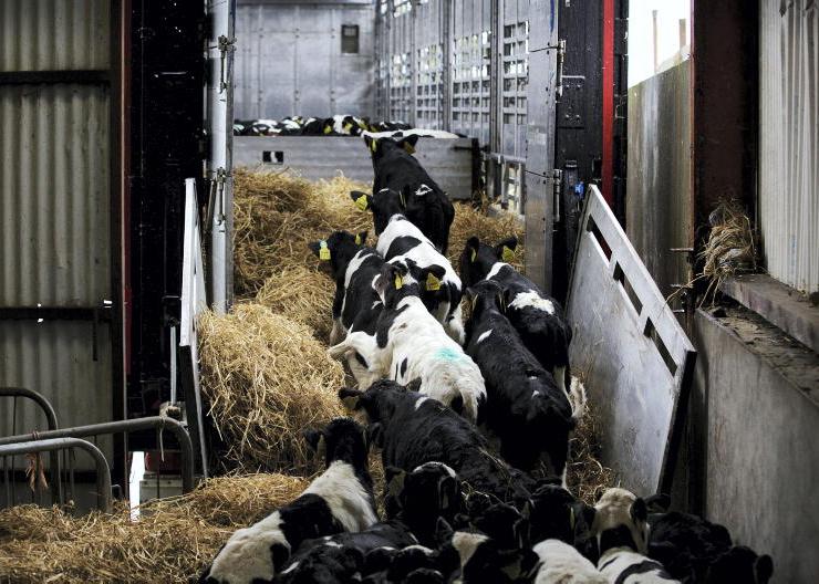 Proposed EU rules could 'end Irish live exports' Proposed EU rules could 'end Irish live exports'