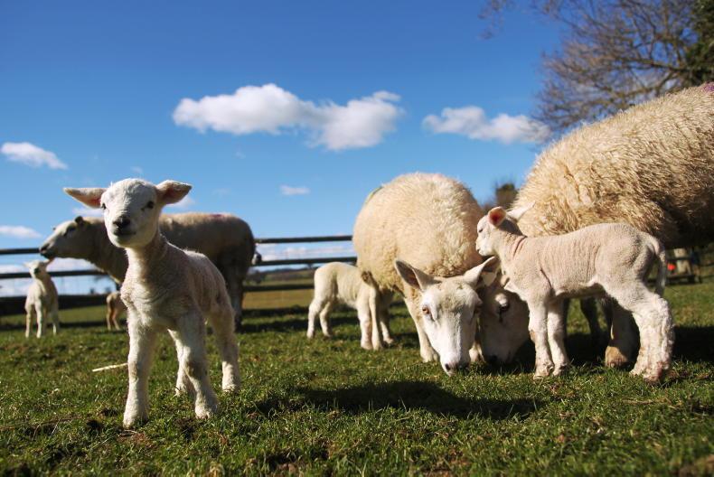 Opening of €22m National Sheep Welfare Scheme announced Opening of €22m National Sheep Welfare Scheme announced