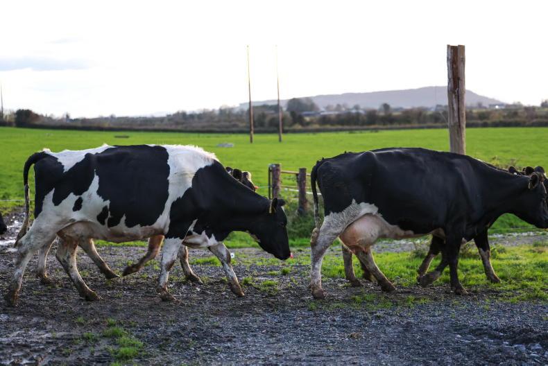 EU milk supply up 5% in January EU milk supply up 5% in January