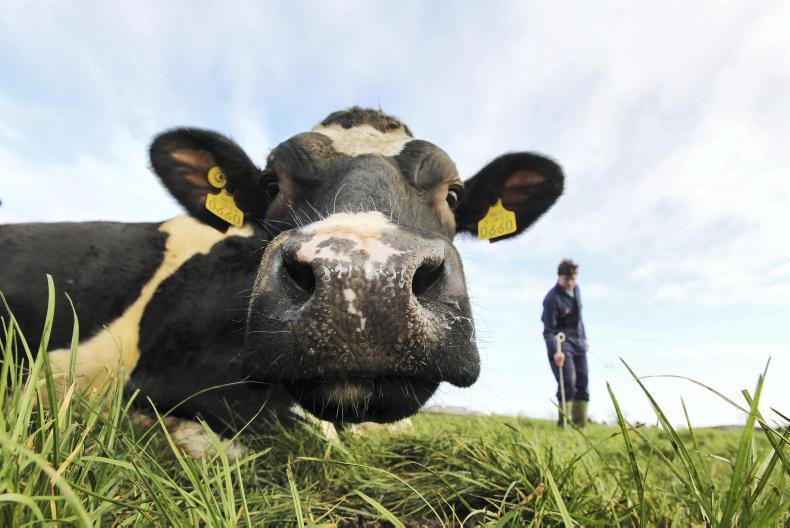 Agri jobs: farm manager wanted for 500-cow herd in Cork Agri jobs: farm manager wanted for 500-cow herd in Cork