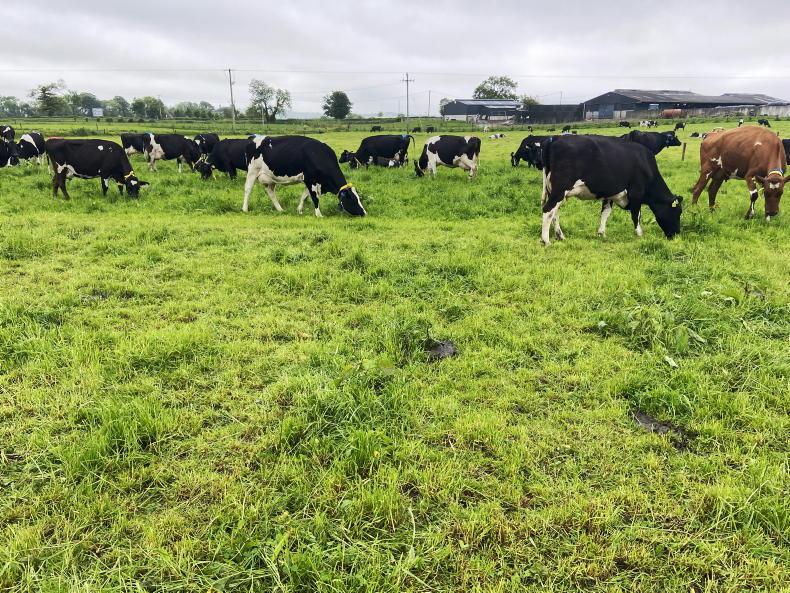 Vet’s Corner: body condition as a silent driver of breeding success Vet’s Corner: body condition as a silent driver of breeding success