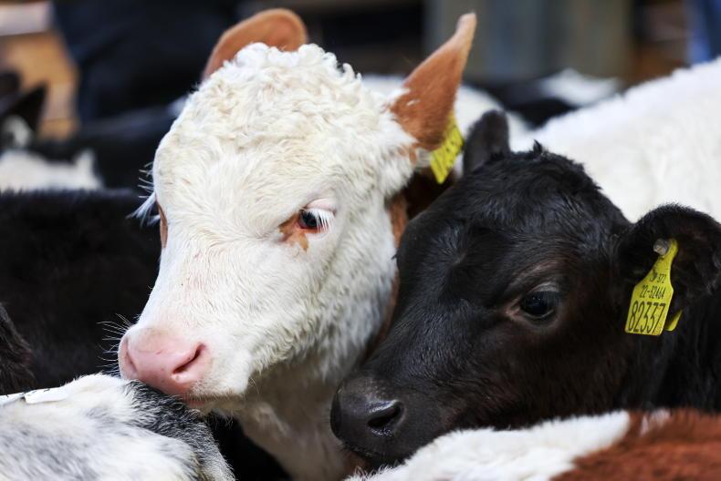 €4m National Dairy Beef Weighing Scheme opened €4m National Dairy Beef Weighing Scheme opened