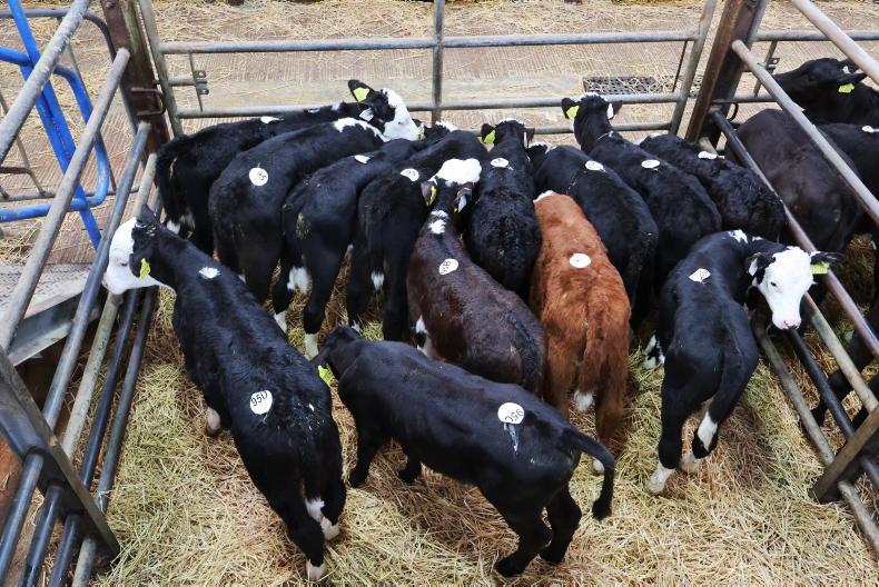 Tough market conditions see fall in calf exports Tough market conditions see fall in calf exports