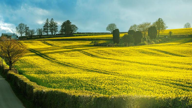 Grain Trends: markets remain stable, oilseed up again Grain Trends: markets remain stable, oilseed up again