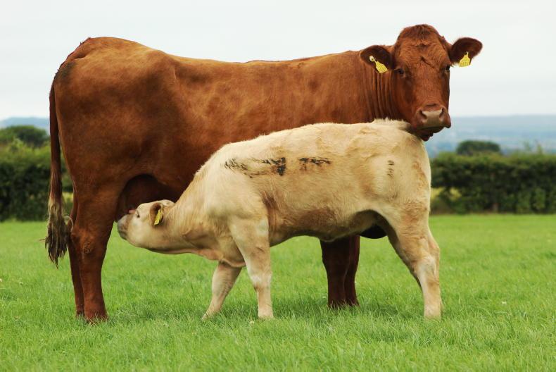 Beef management: managing grass, worming and weaning dairy beef calves Beef management: managing grass, worming and weaning dairy beef calves
