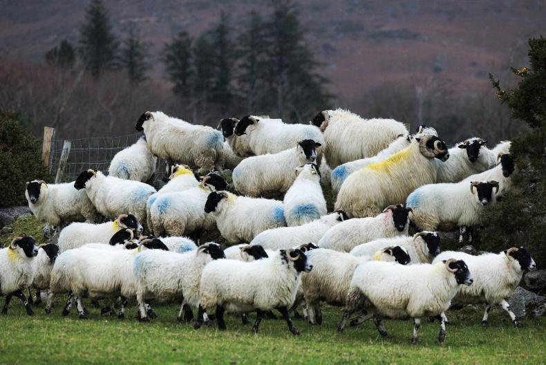 Breeding ewe increase defies all expectations Breeding ewe increase defies all expectations