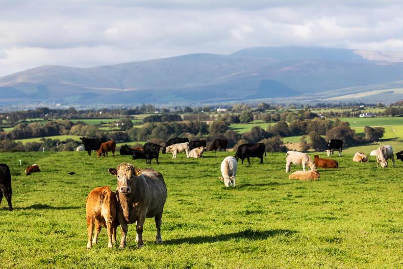 Reaping the rewards of buoyant beef prices Reaping the rewards of buoyant beef prices