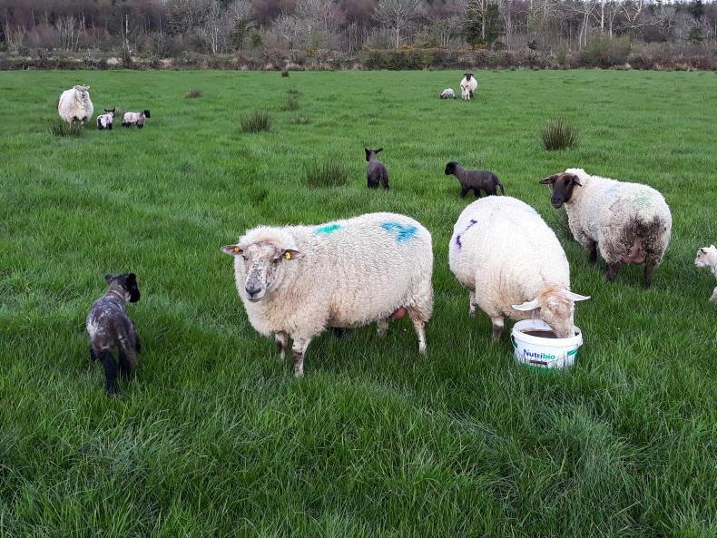 Sheep management: grass tetany, nematodirus and weighing accuracy Sheep management: grass tetany, nematodirus and weighing accuracy