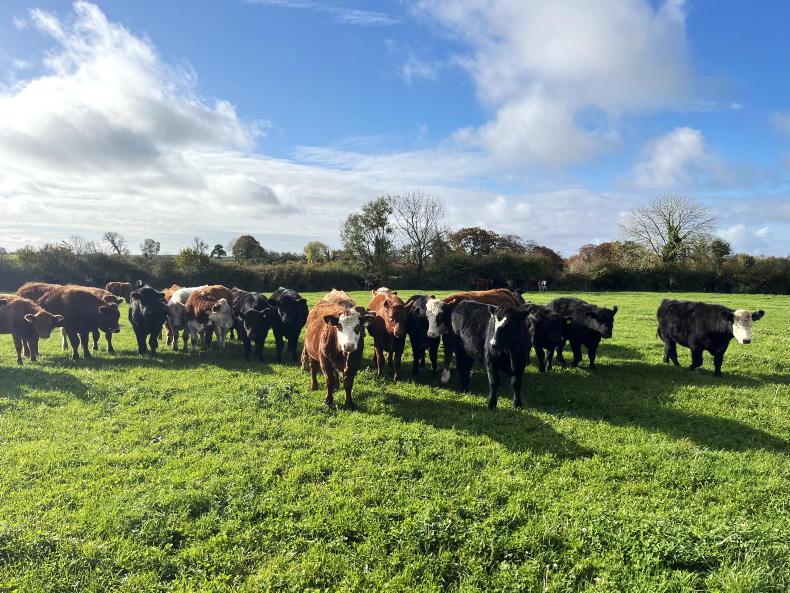 Beef Trends: beef numbers continue to tighten Beef Trends: beef numbers continue to tighten