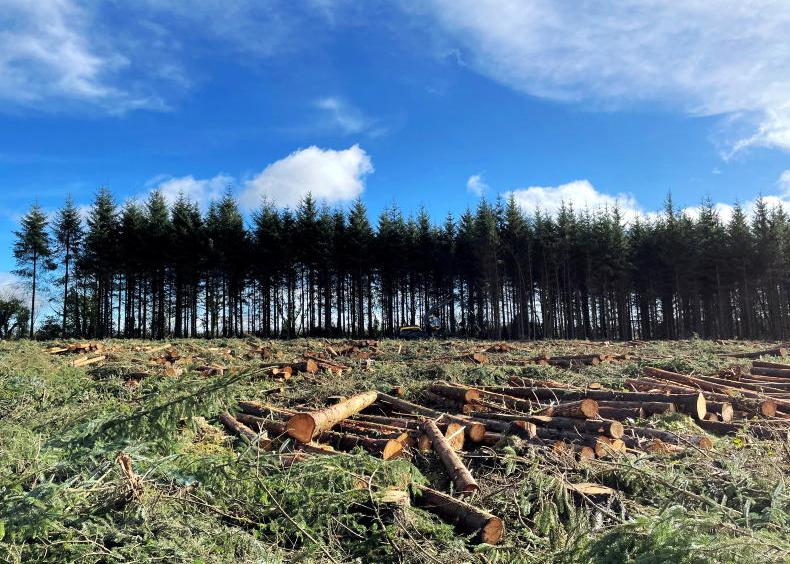Coillte hit by €80m losses from storm Éowyn Coillte hit by €80m losses from storm Éowyn