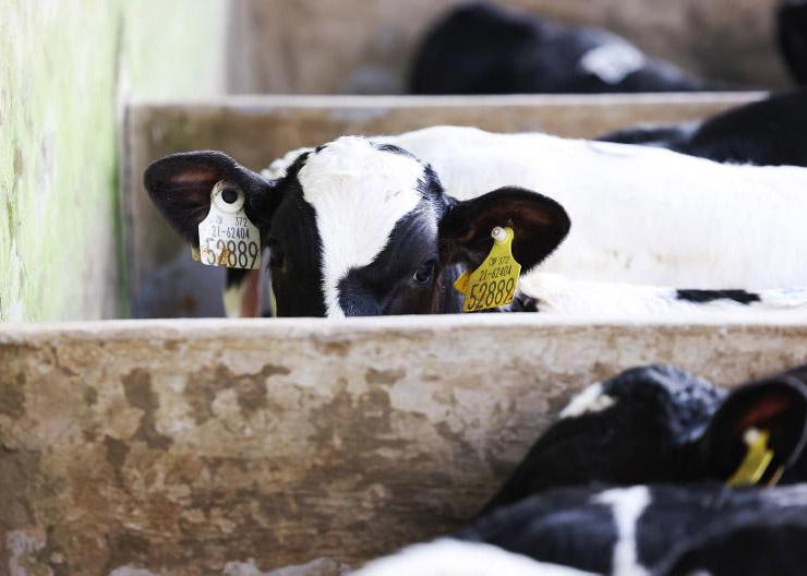 EU law scuppers Dutch efforts to curb calf imports EU law scuppers Dutch efforts to curb calf imports