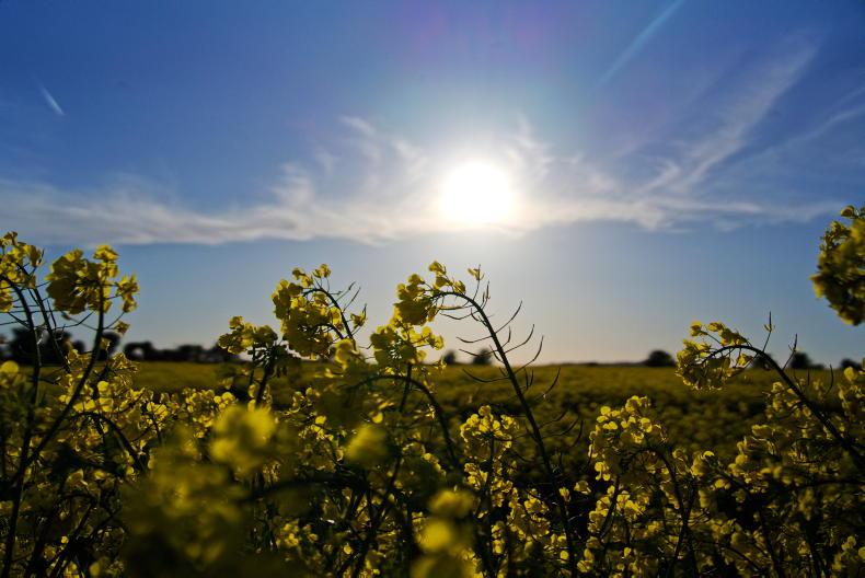 Grain Trends: positive prices but drops as dramatic as gains Grain Trends: positive prices but drops as dramatic as gains