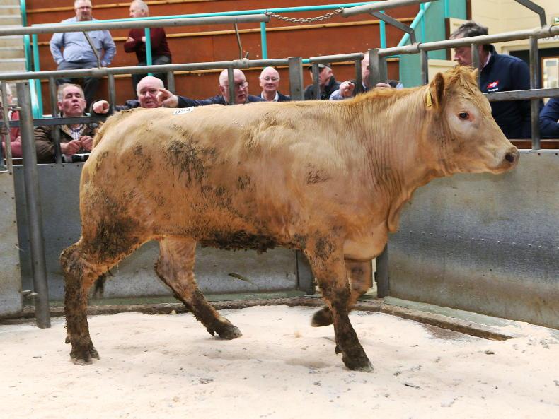 Northern View: beef trade remains under pressure Northern View: beef trade remains under pressure
