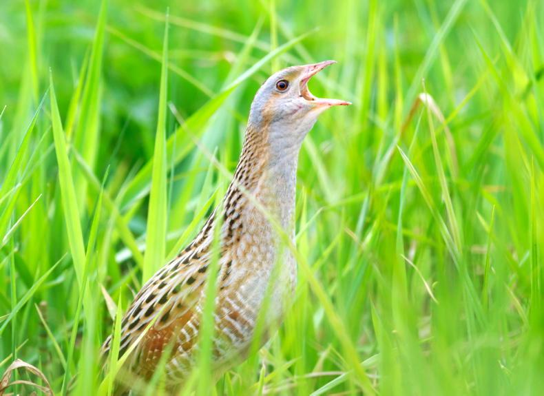 New €4.35m programme to protect the corncrake New €4.35m programme to protect the corncrake