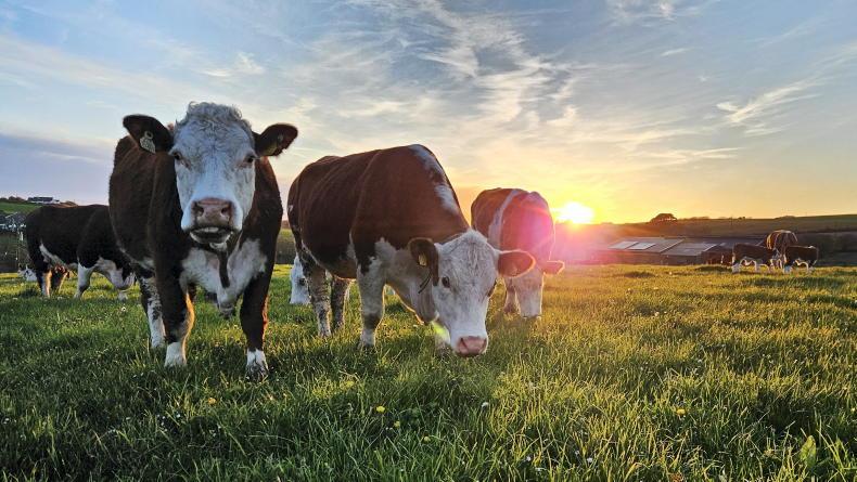 Grass+ Beef: growth rates good but some still feeling a pinch Grass+ Beef: growth rates good but some still feeling a pinch