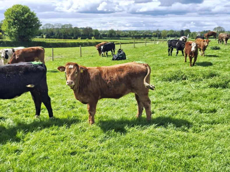 Breeding in full swing on Tullamore Farm Breeding in full swing on Tullamore Farm