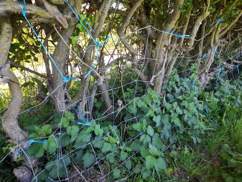 Low-cost stockproof fencing is an art that's hard to master Low-cost stockproof fencing is an art that's hard to master