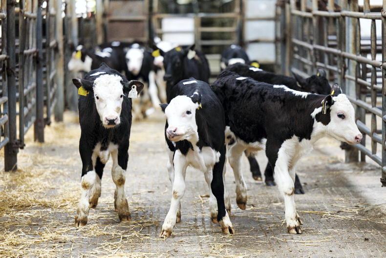 Price gap between bulls and heifers Price gap between bulls and heifers