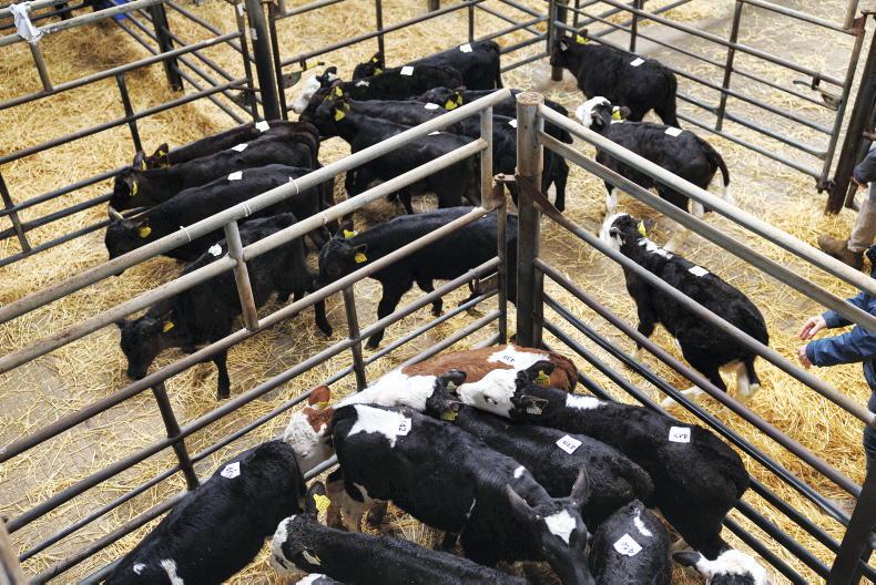 Calf price update: Angus- and Hereford-cross bulls still above 2025 prices Calf price update: Angus- and Hereford-cross bulls still above 2025 prices