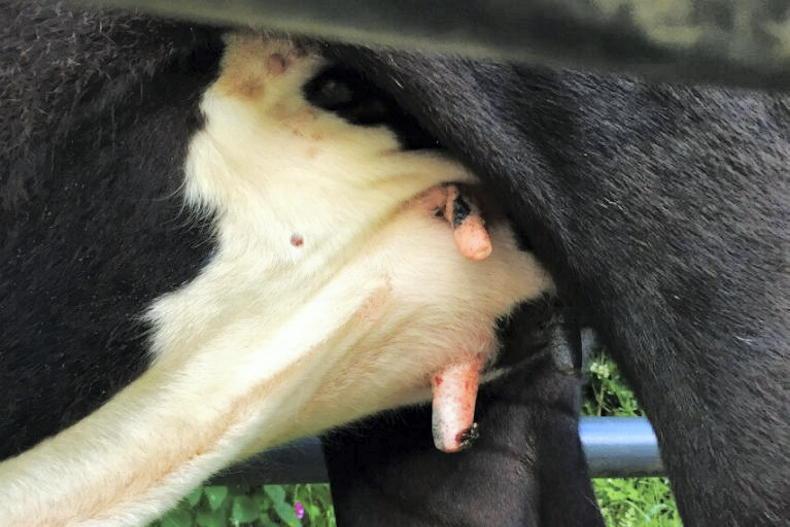 Beef management: grass supplies, summer mastitis and slurry testing Beef management: grass supplies, summer mastitis and slurry testing