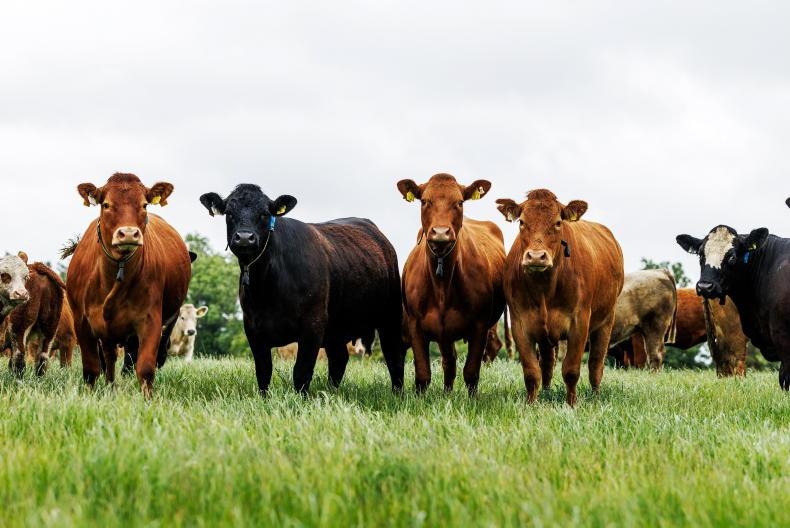 UFU and CAFRE to host beef event UFU and CAFRE to host beef event