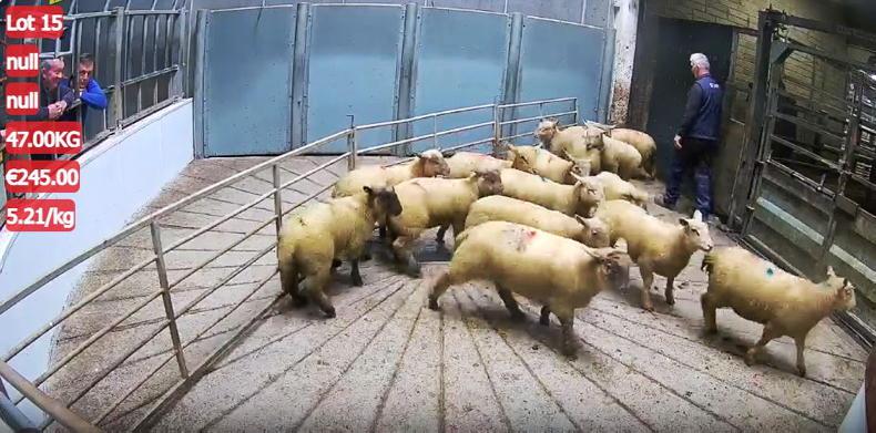 Watch: lambs sell freely to €240 in Kilkenny Mart Watch: lambs sell freely to €240 in Kilkenny Mart